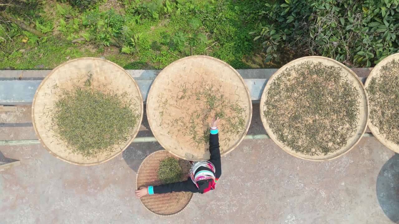茶农晒茶忙