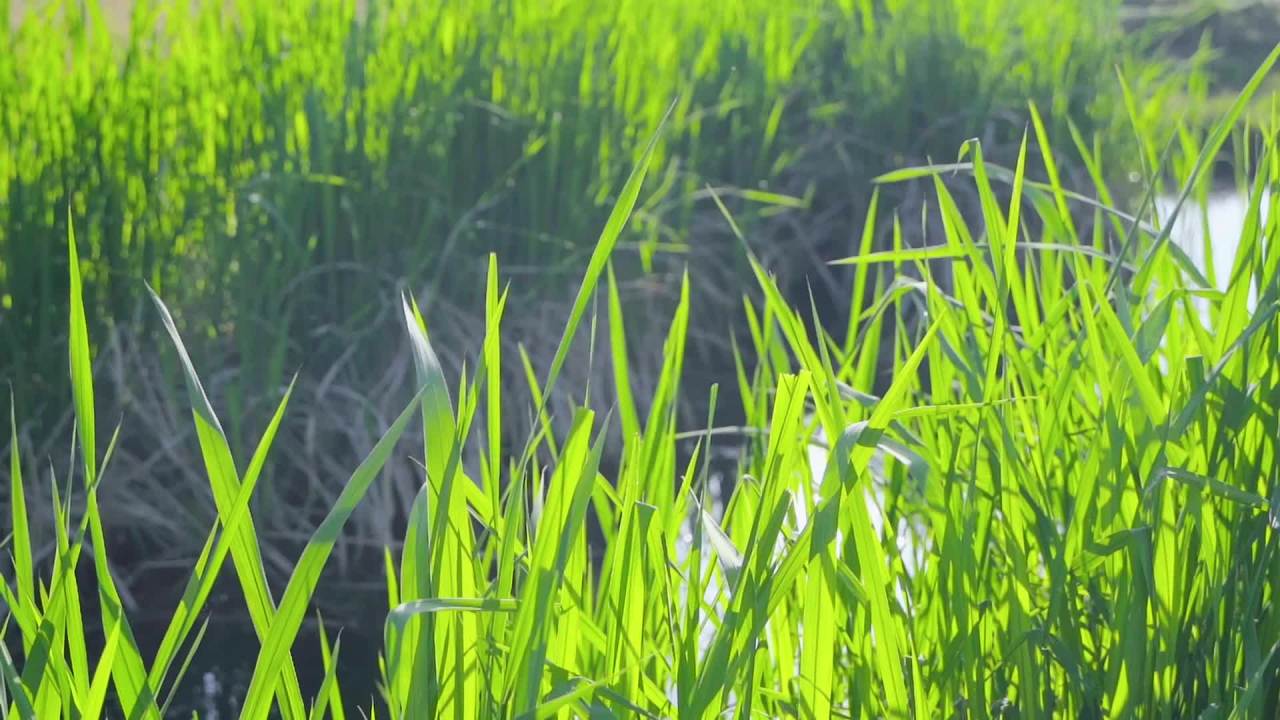 阳光下的绿草地