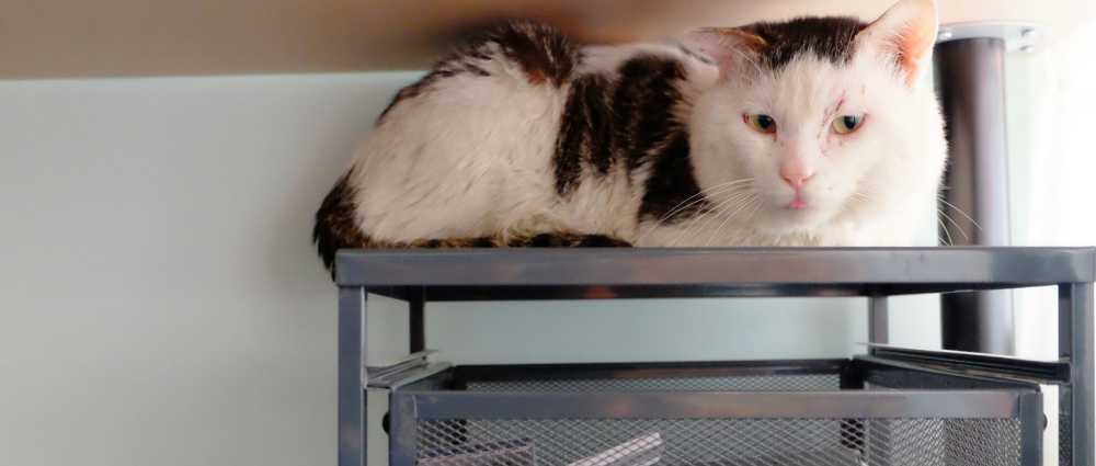 怕生的小猫咪