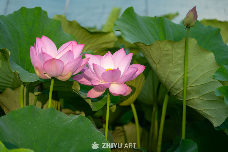 荷花 17