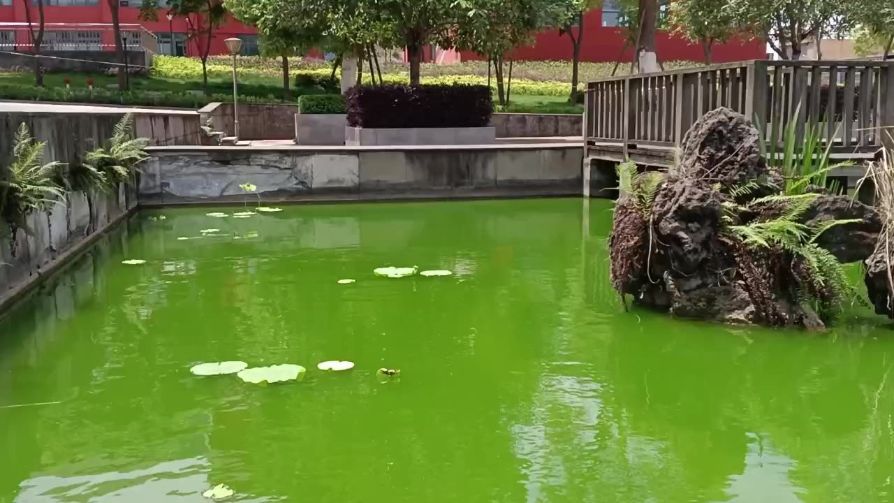 校园绿水