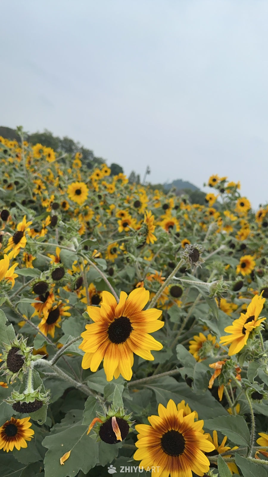 向日葵花海：春日的温暖画卷