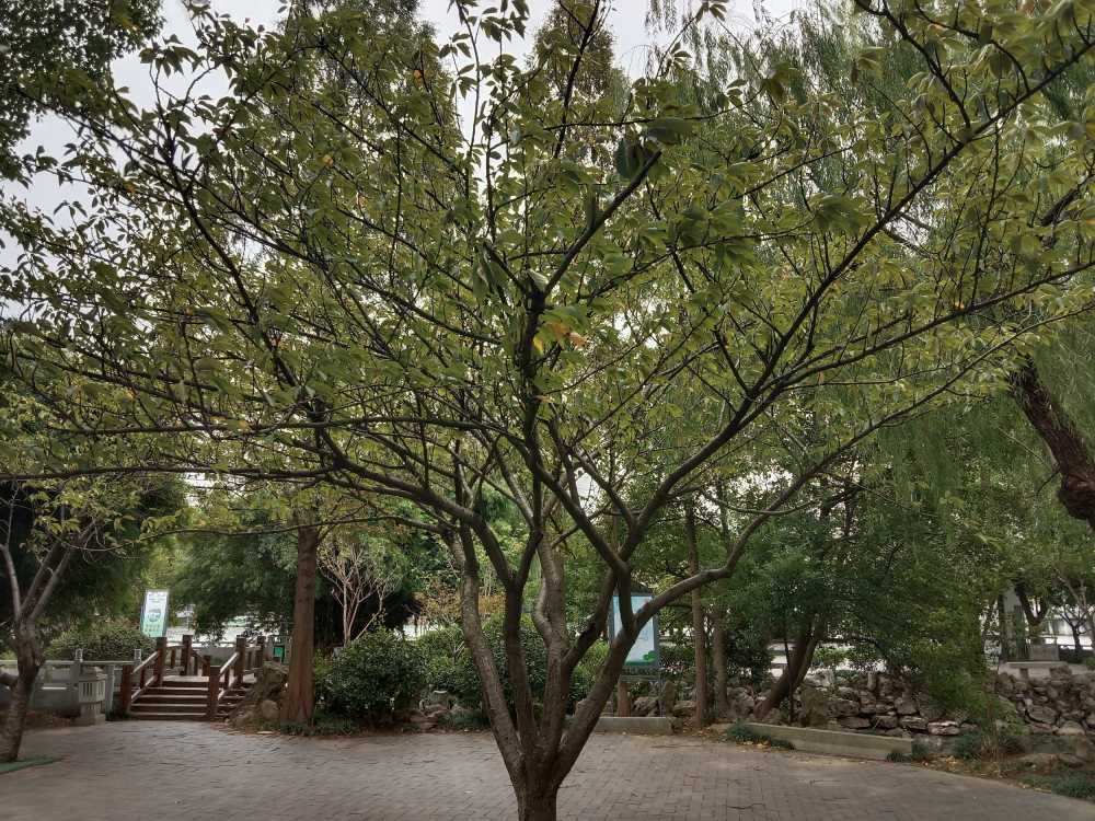 树