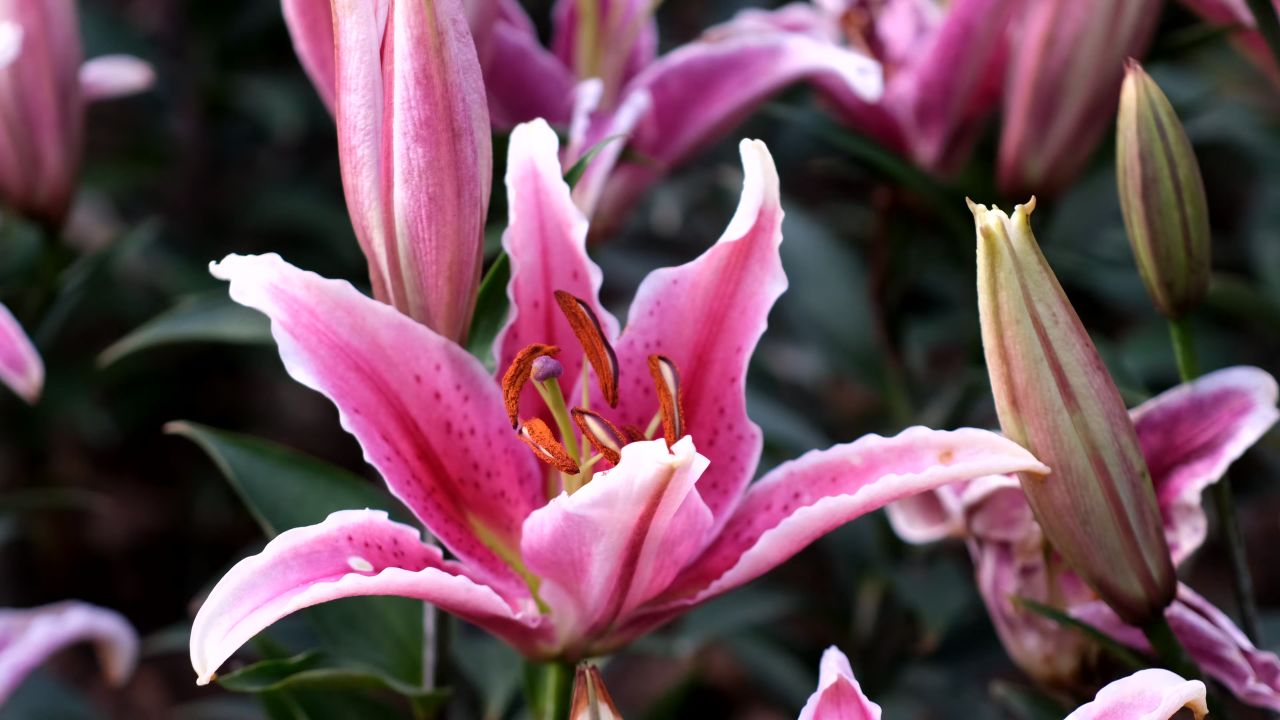 百合花素材