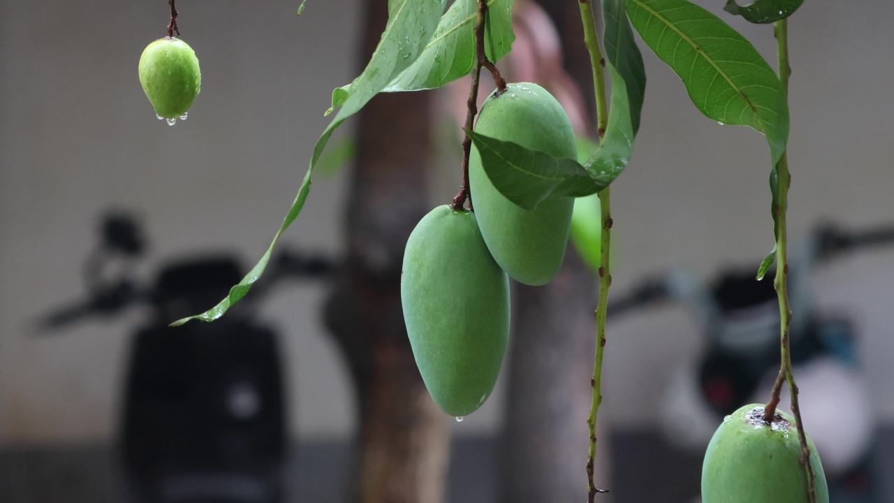 4K雨后青芒果