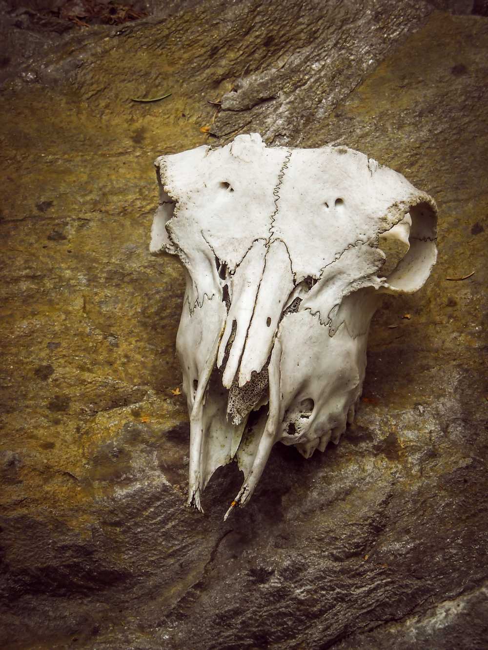 头骨动物骨架骨