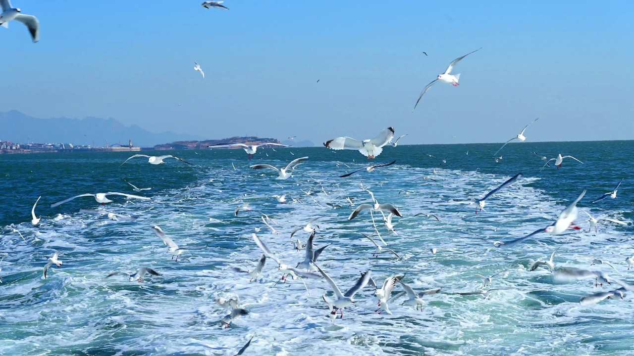 青岛蓝天蔚蓝大海高速行驶的船尾看海鸥群舞 3