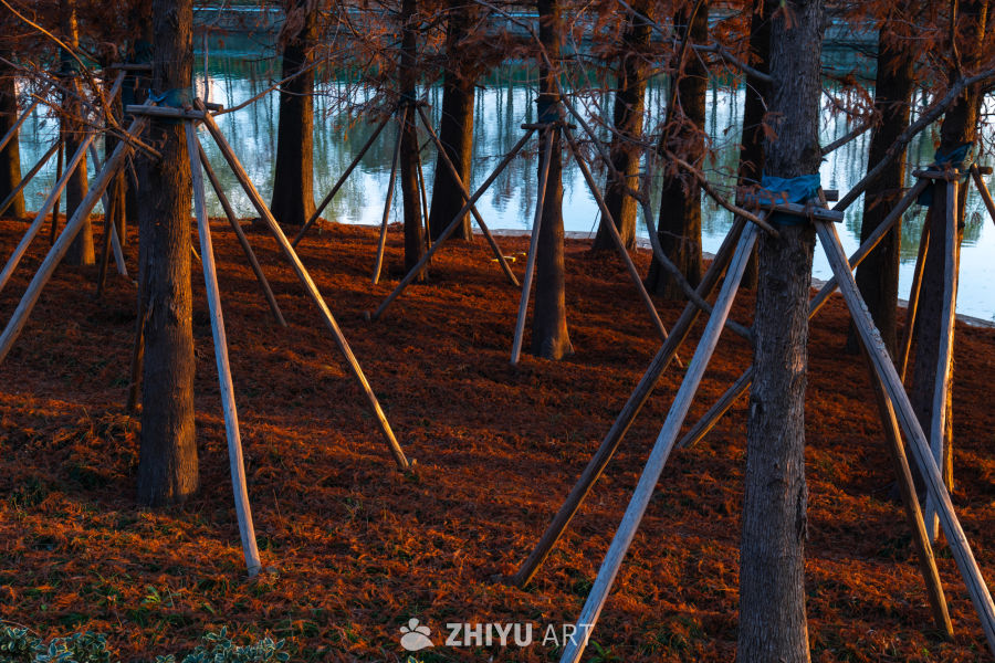 秋日湖畔的静谧树影