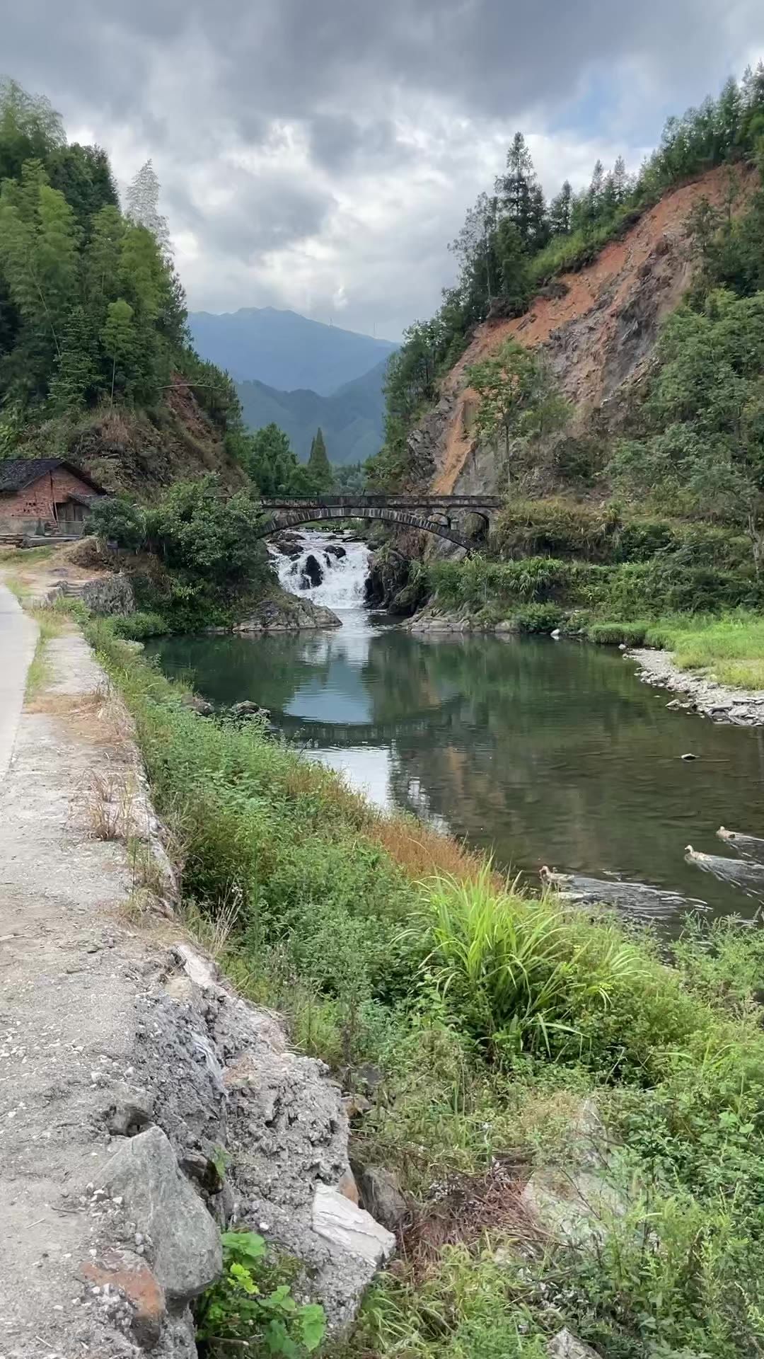 农田 收割水稻