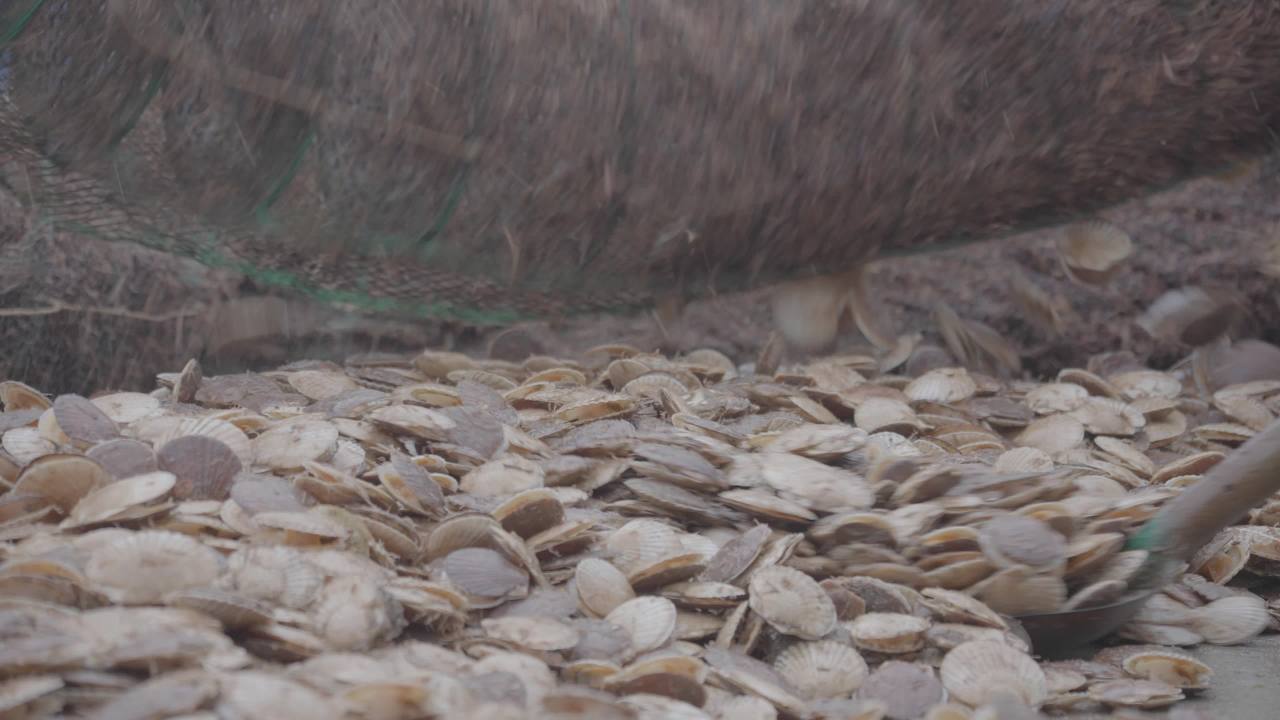 码头扇贝捕捞收获