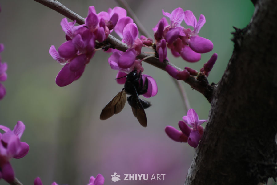 蜂舞花间：春天的生机