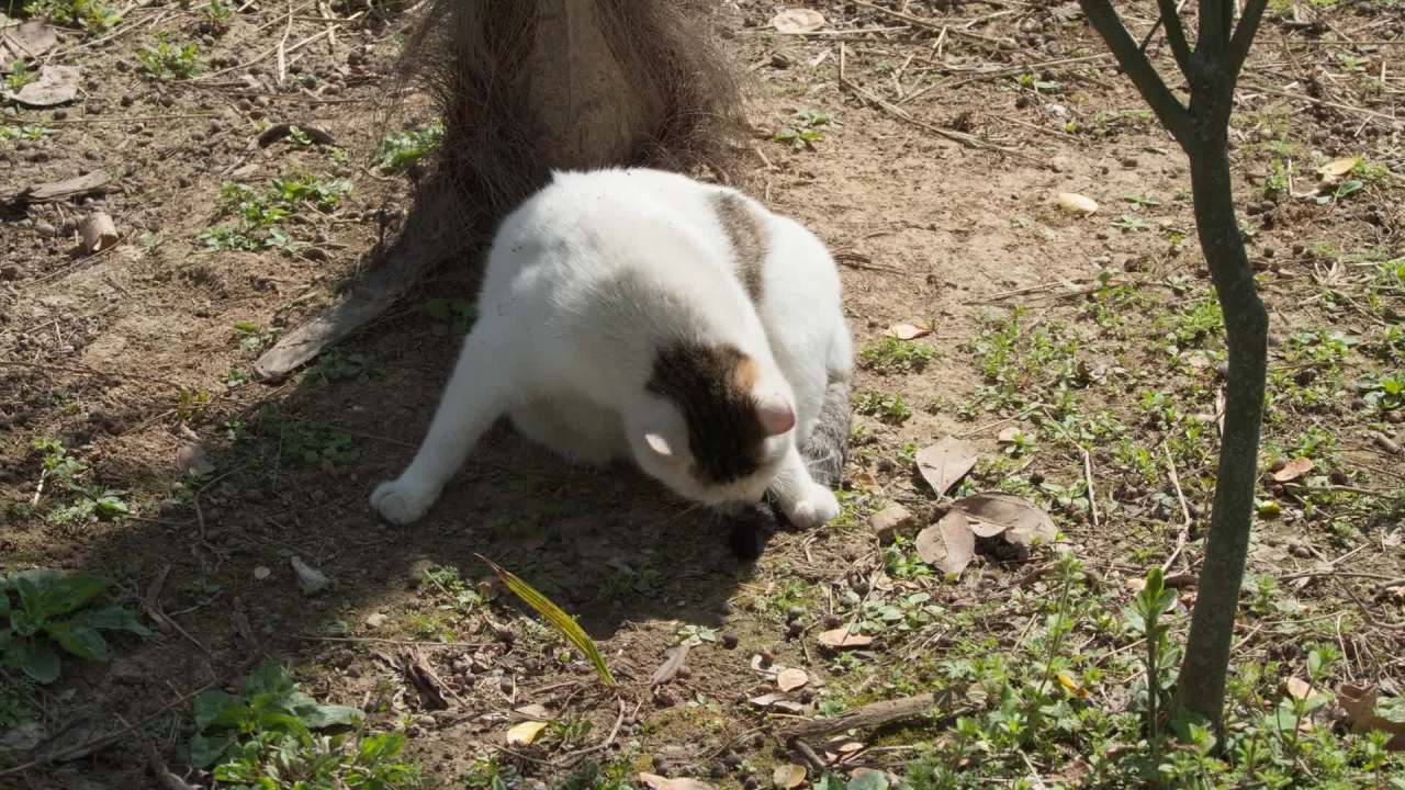 公园的小猫咪流浪猫 29