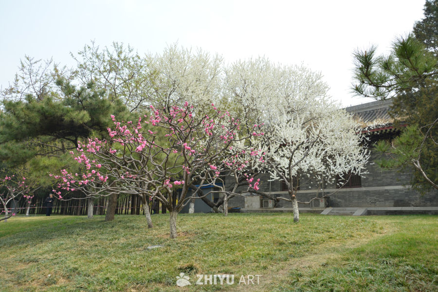 山桃花