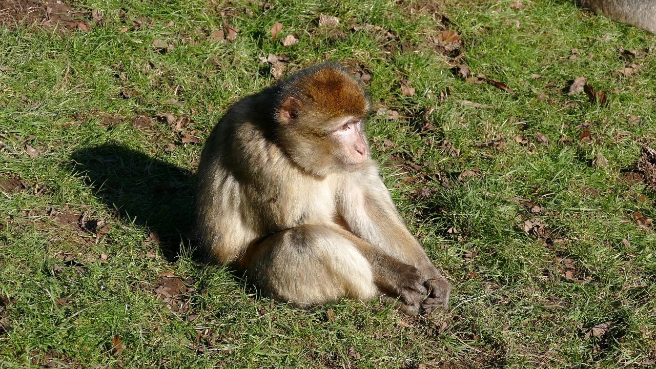 巴巴里猕猴猴子巴巴利