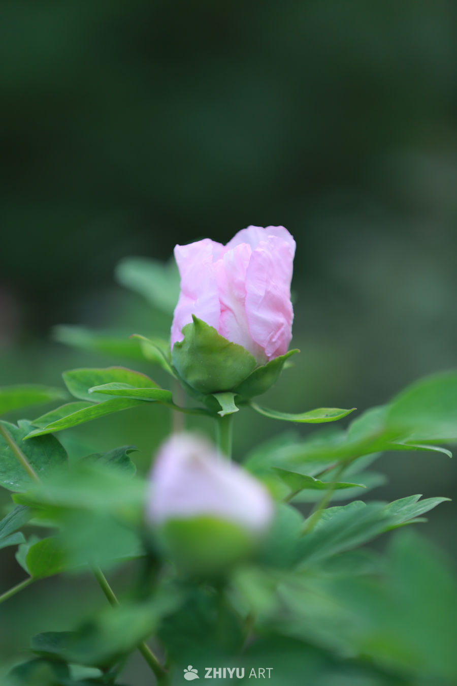 含苞待放的花蕾