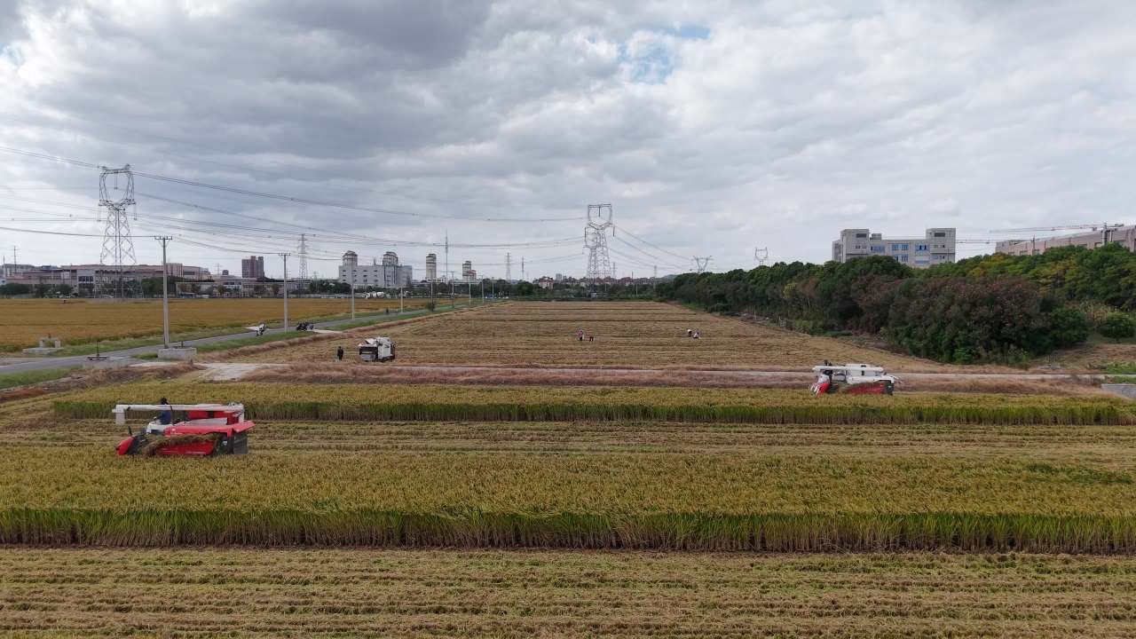 4K航拍江苏苏州稻田秋收 2