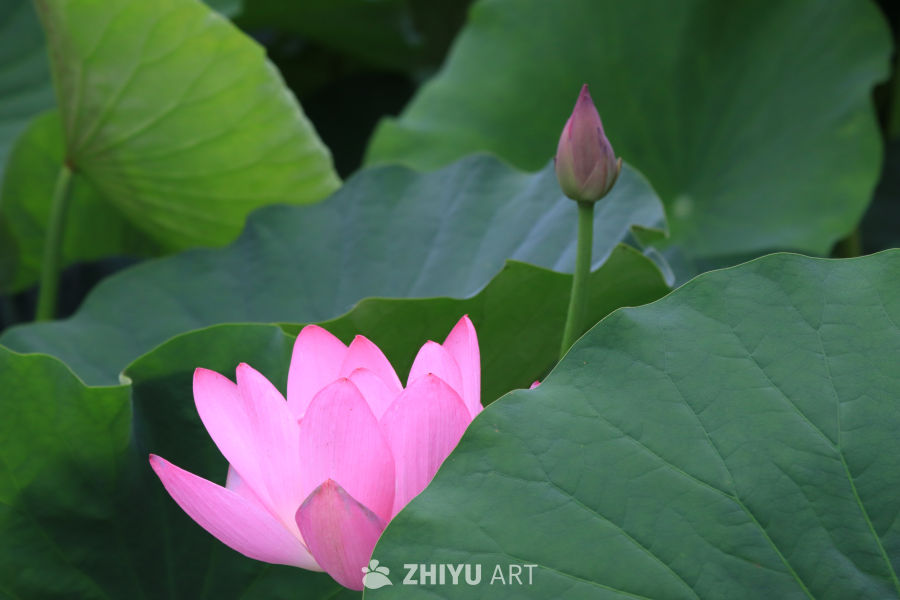 荷花 33
