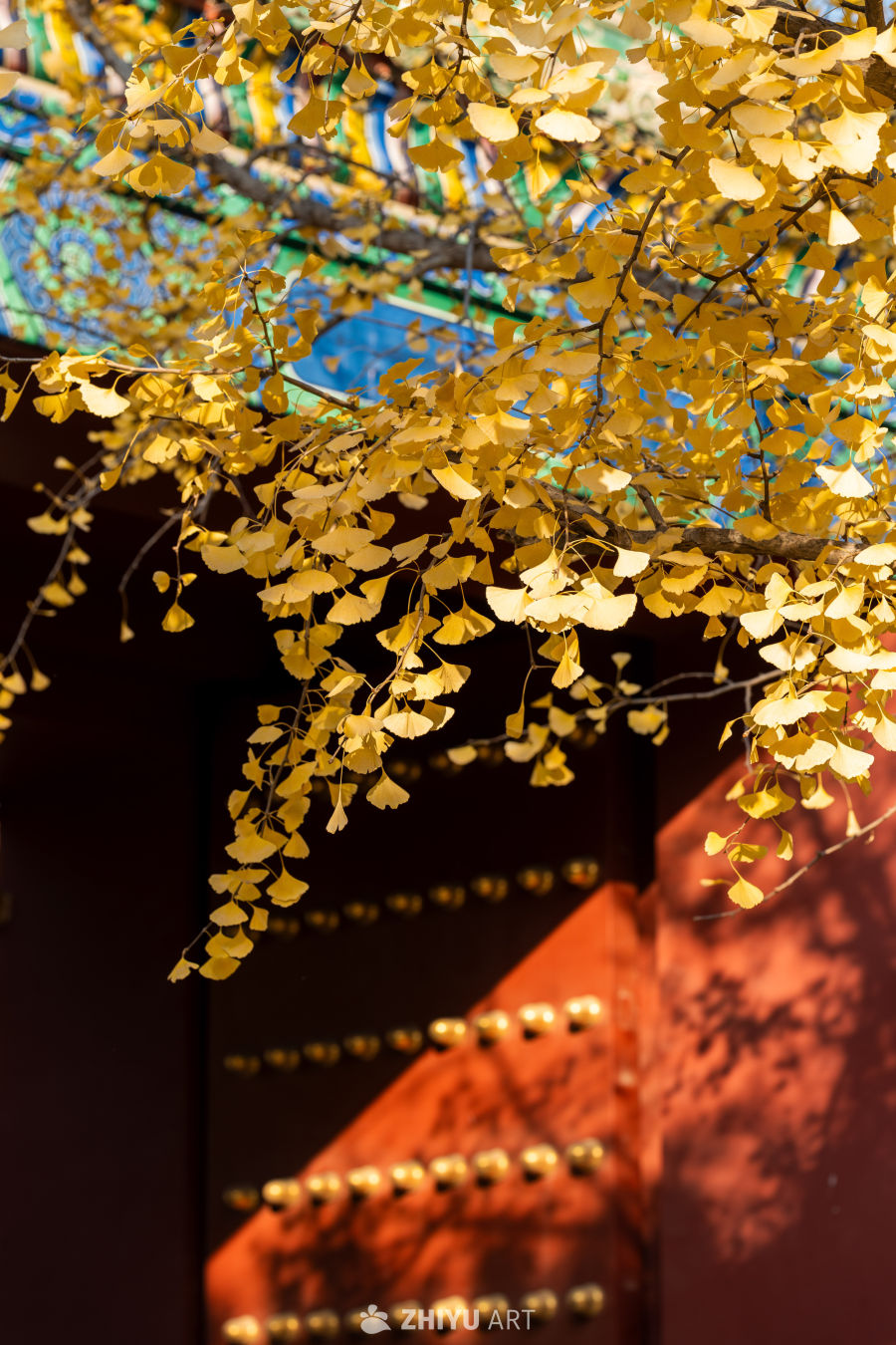 北京中山公园银杏