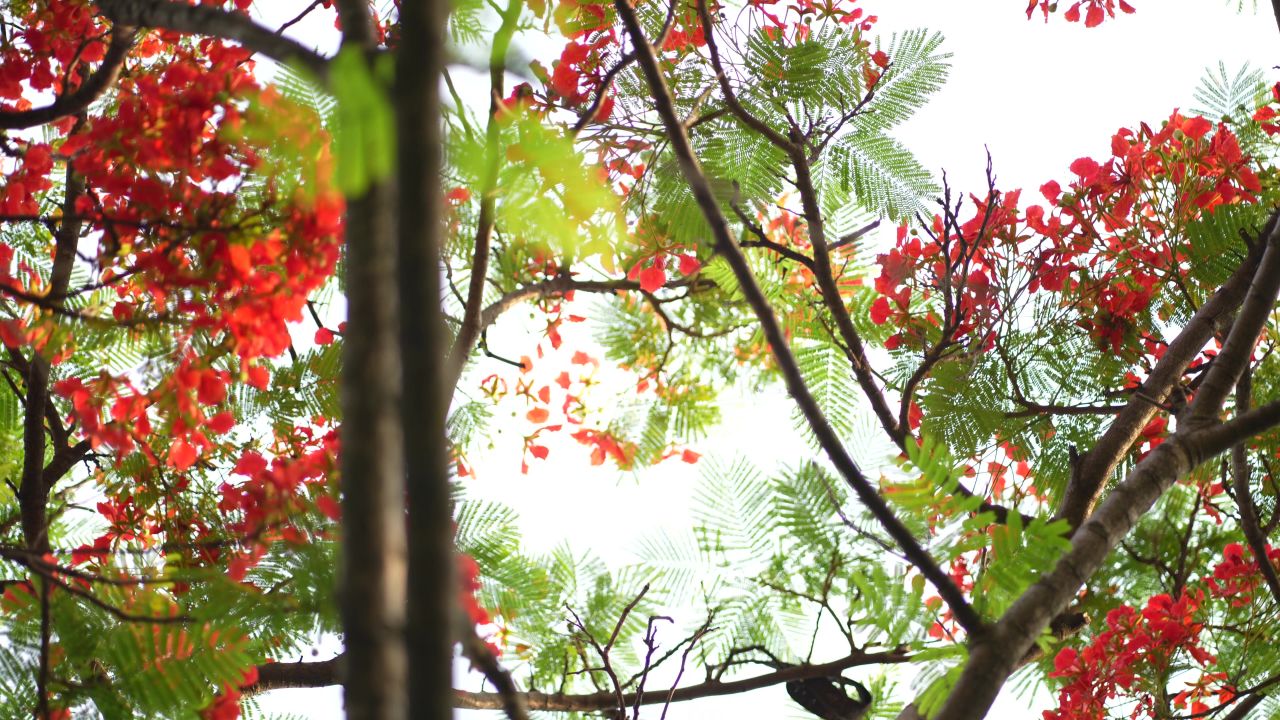 凤凰花 12