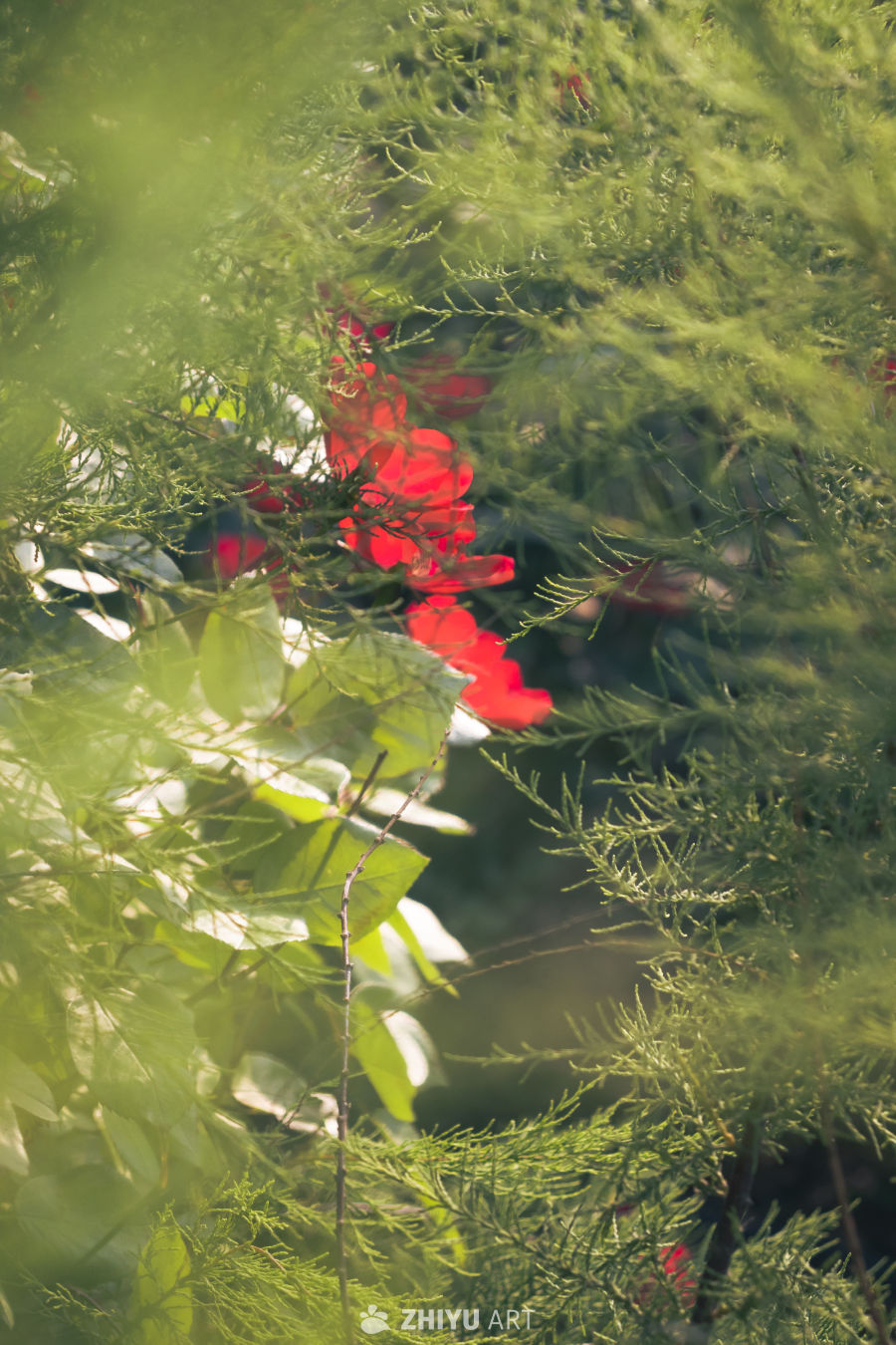 绿叶红花映阳光