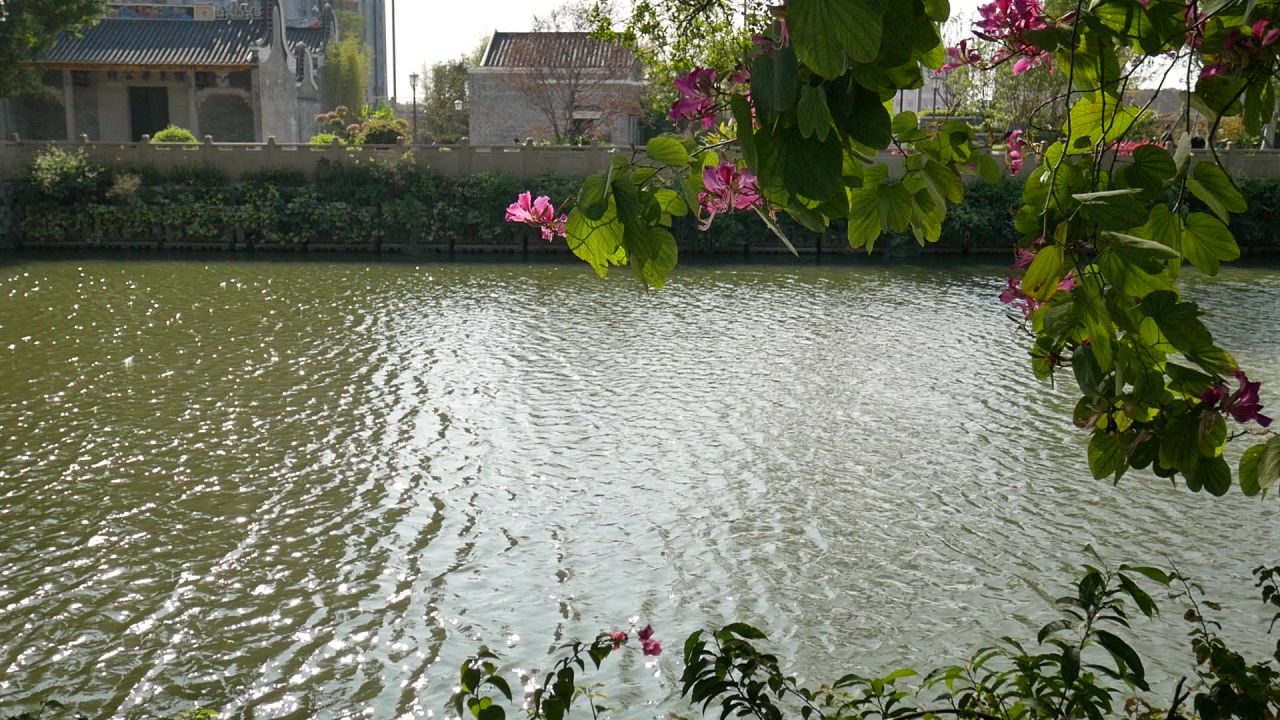 湖岸清风红花摇