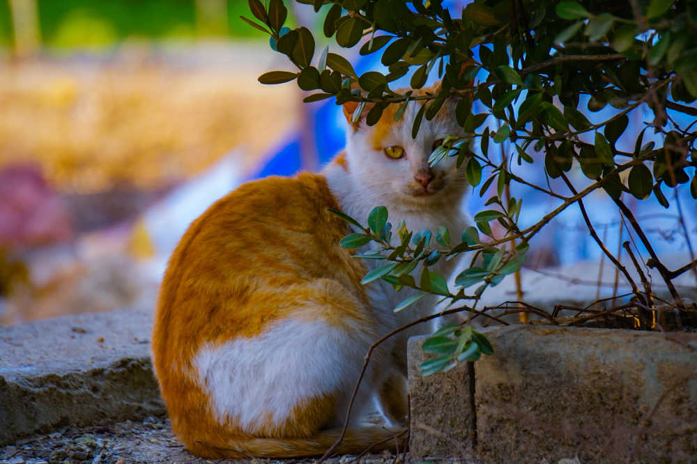 猫咪