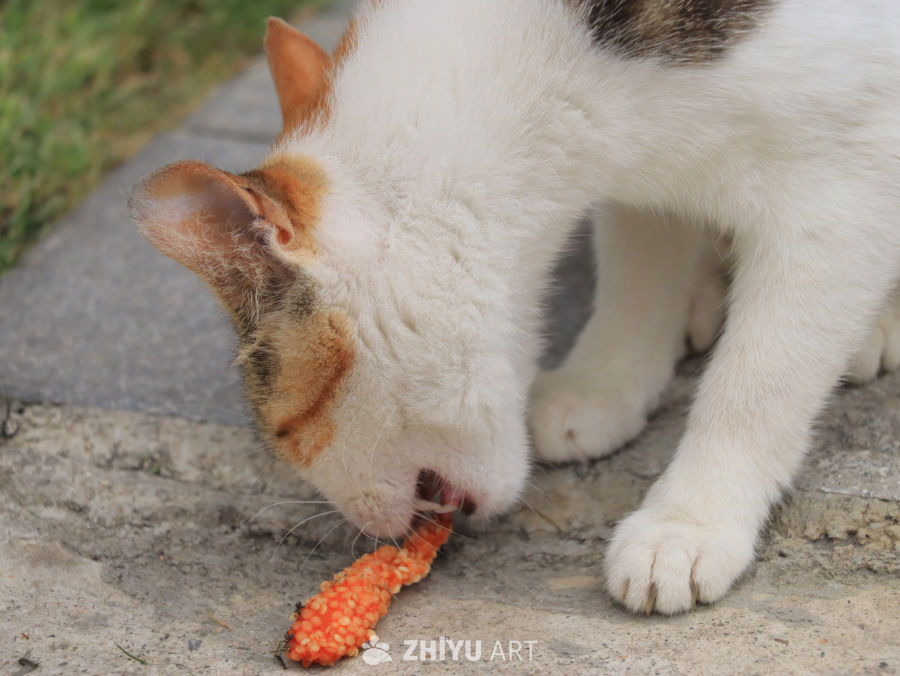 猫咪与胡萝卜的亲密时光