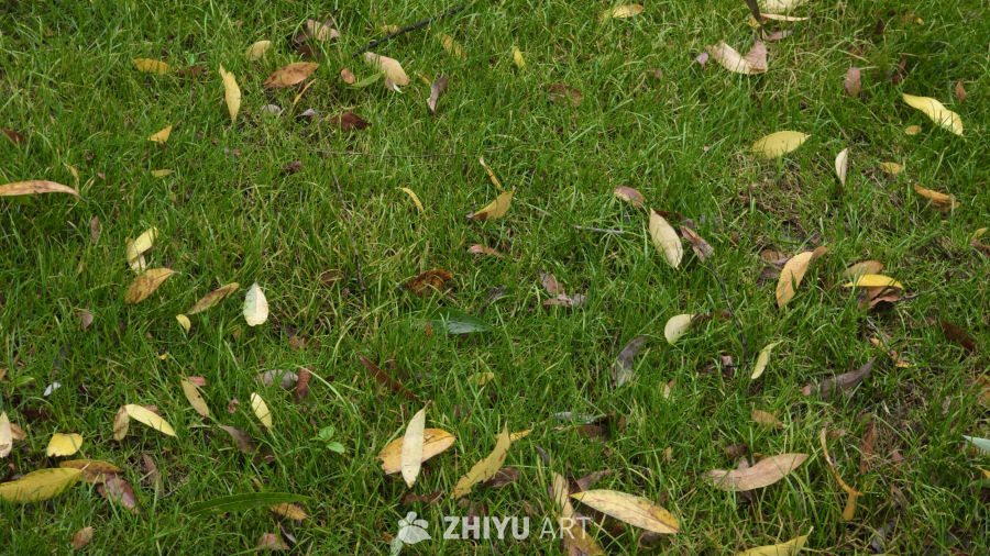 雨后的落叶