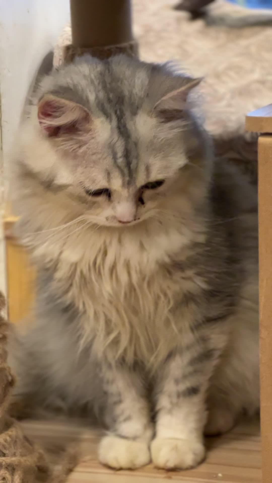 小猫