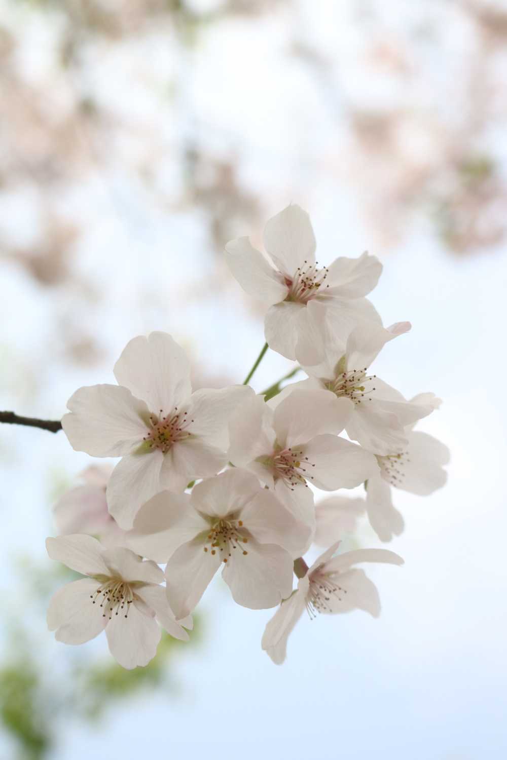 樱花