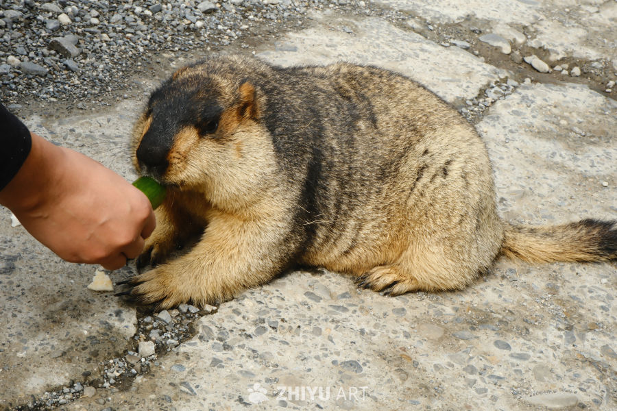 川西土拨鼠 33