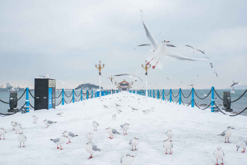 雪后青岛