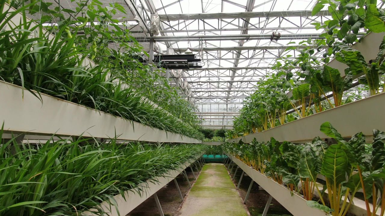 农业种植大棚有机蔬菜 