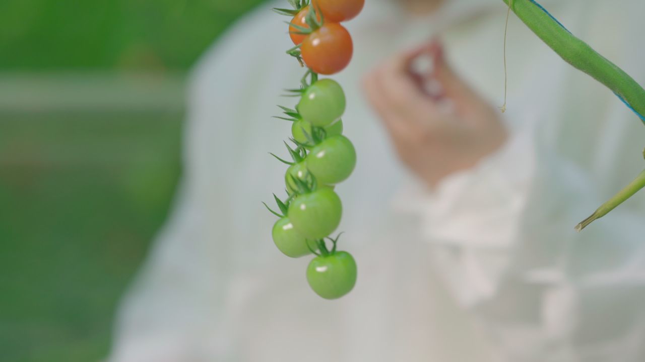 设施农业西红柿种植 5