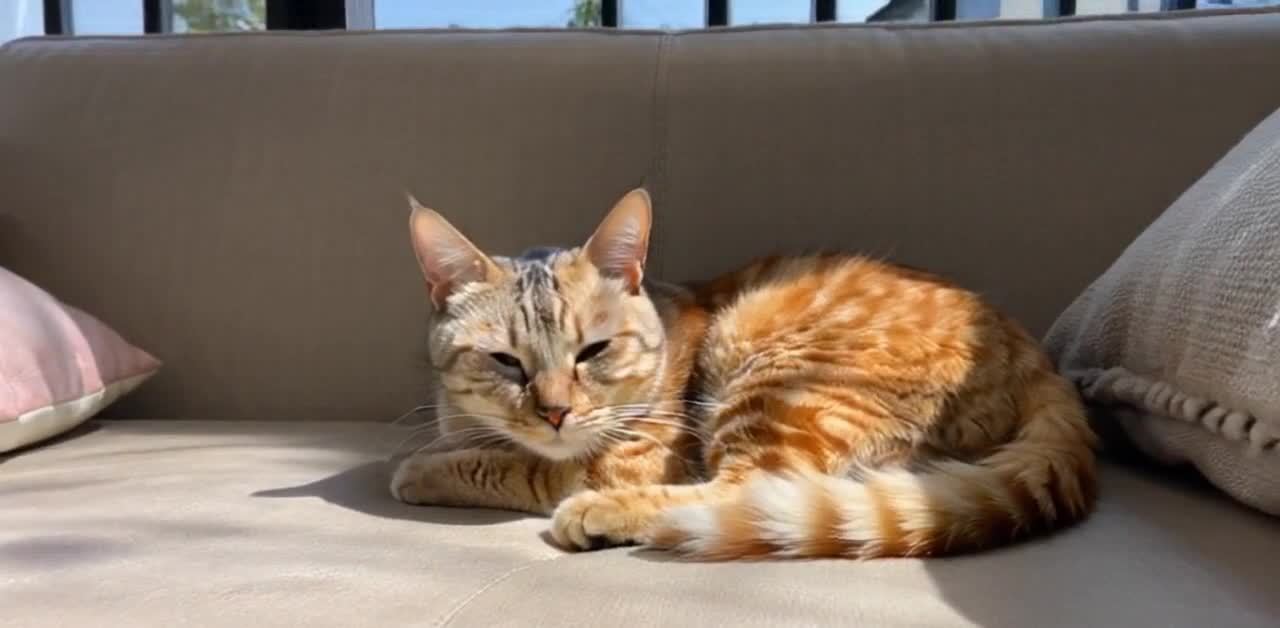 一只猫蜷缩在沙发上，闭着眼睛。猫的毛色是棕色和浅棕