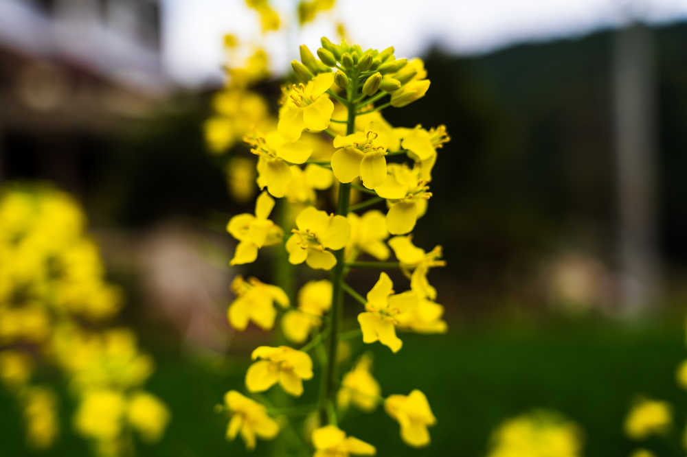 乡村春天的农村