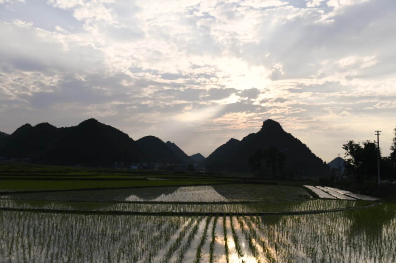 稻田 水田日落延时