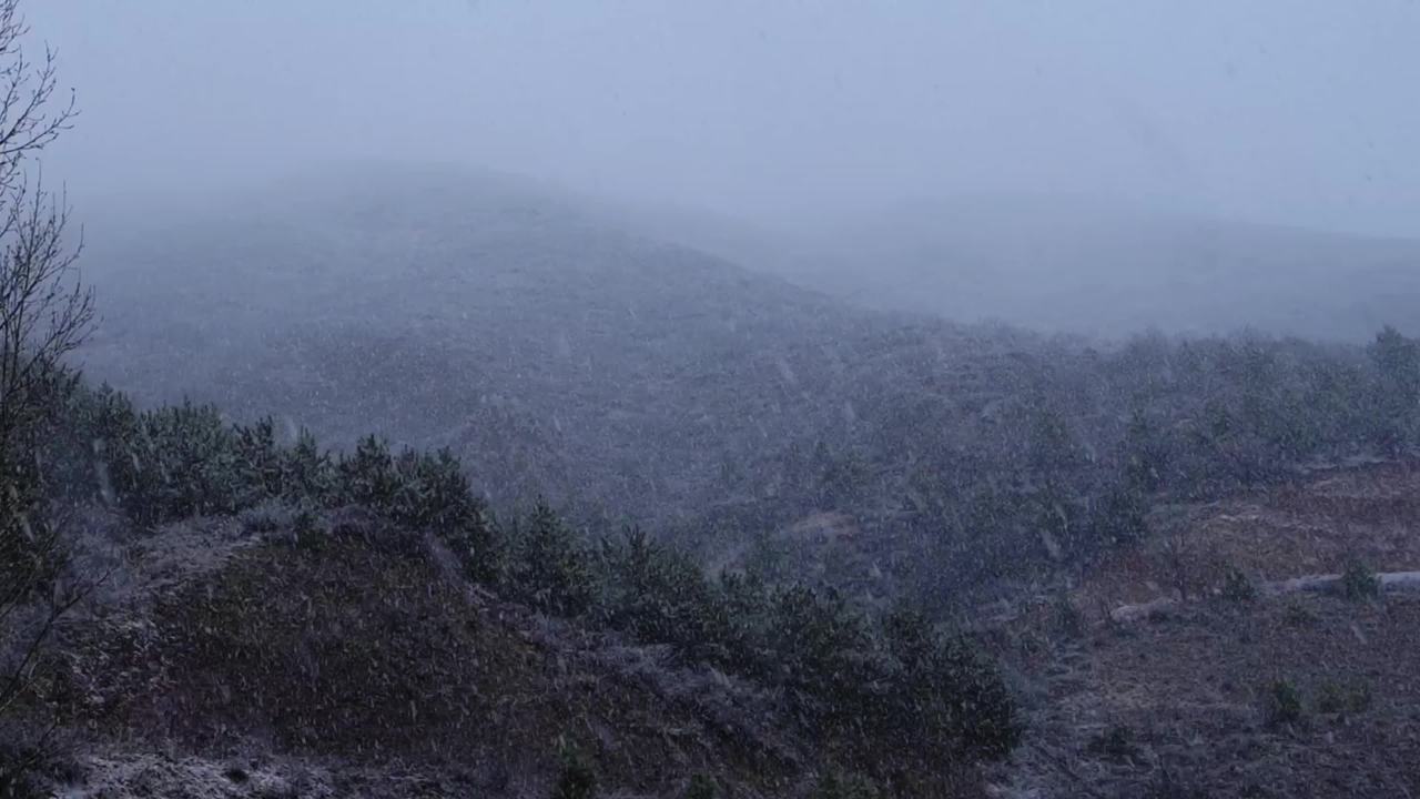 降雪天气的田野树木 松林寒枝雪景