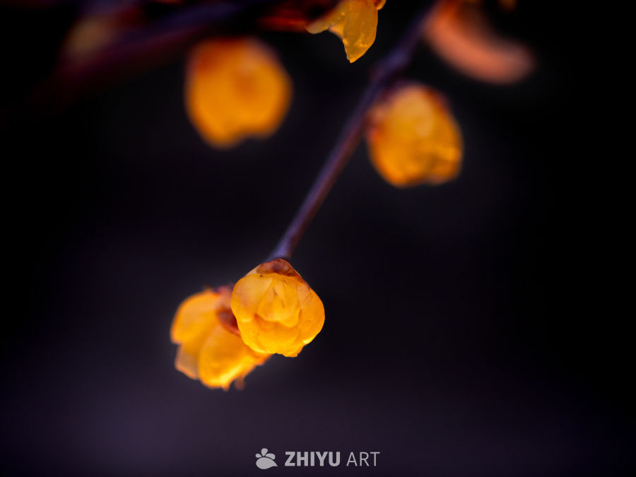梅花 10