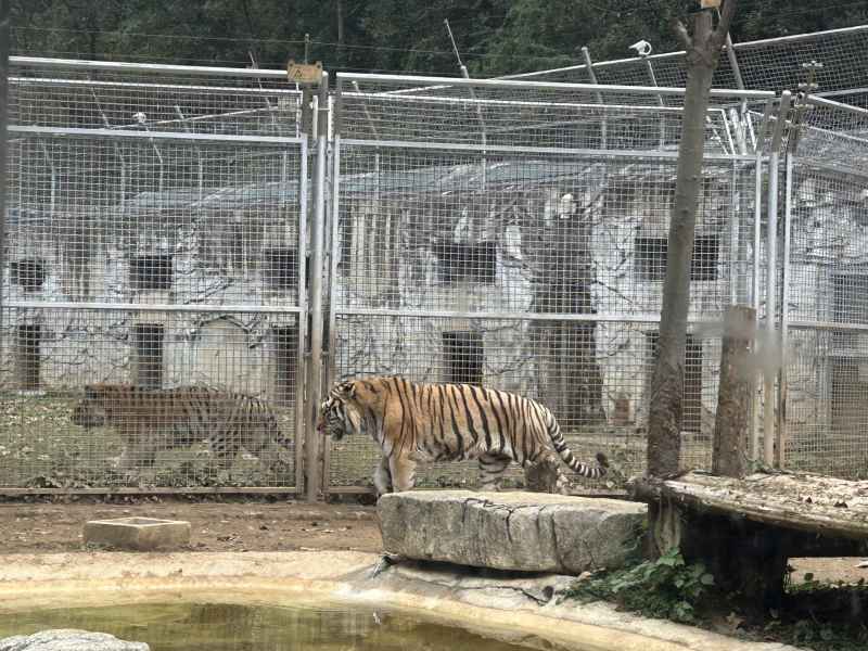 黔灵山之旅 12