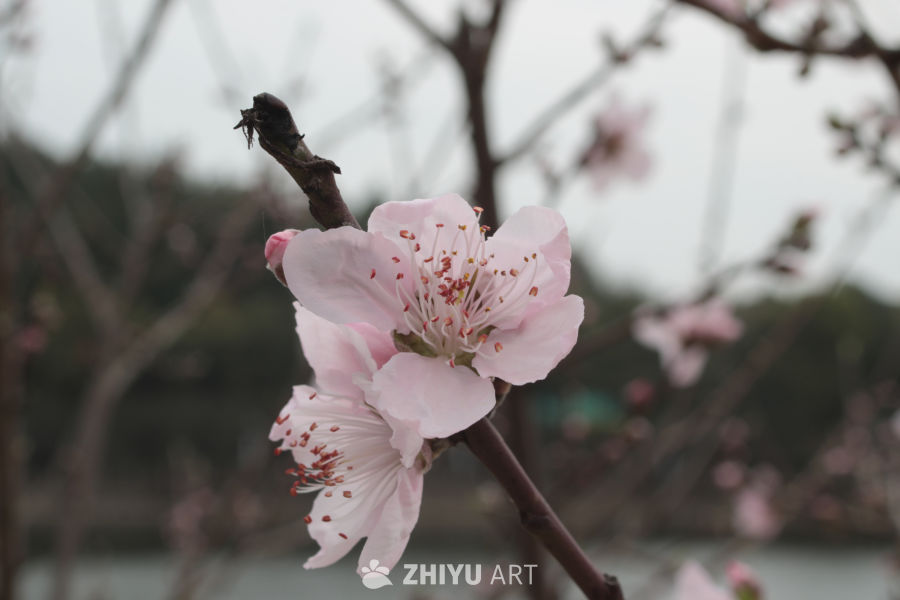 春日桃花绽放