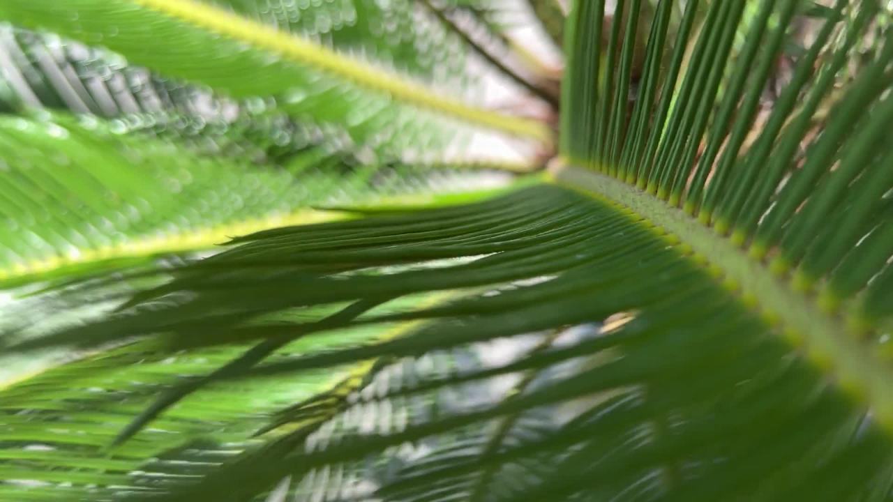 模糊的棕榈叶