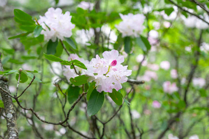 杜鹃花 26