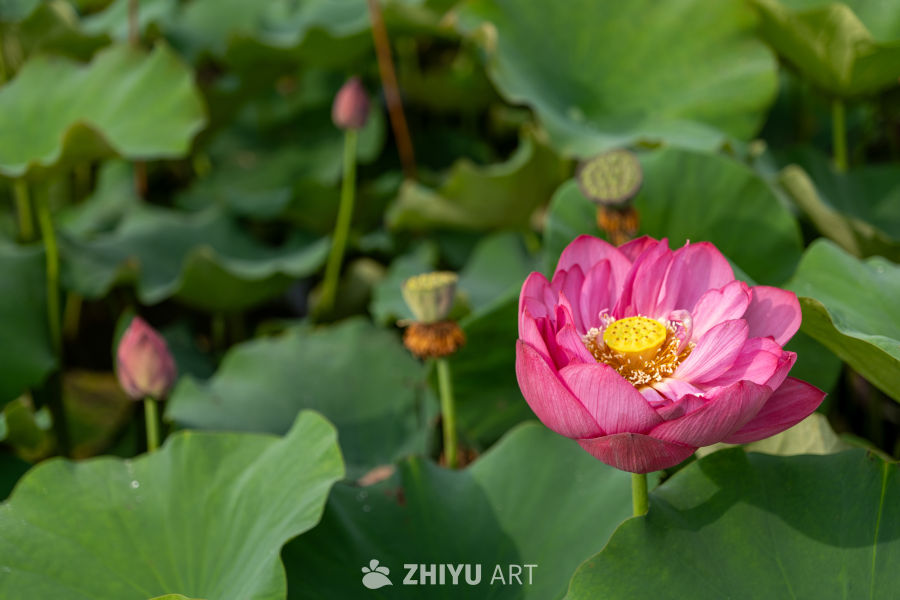 荷花 110