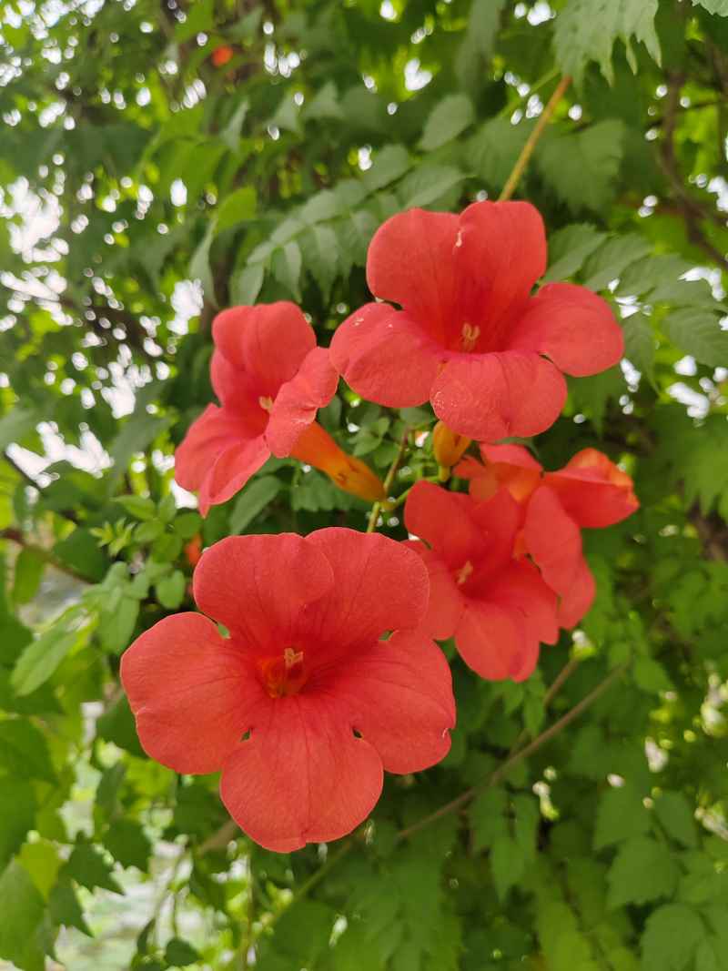 凌霄花