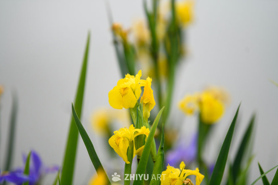 紫色鸢尾花的优雅绽放 9