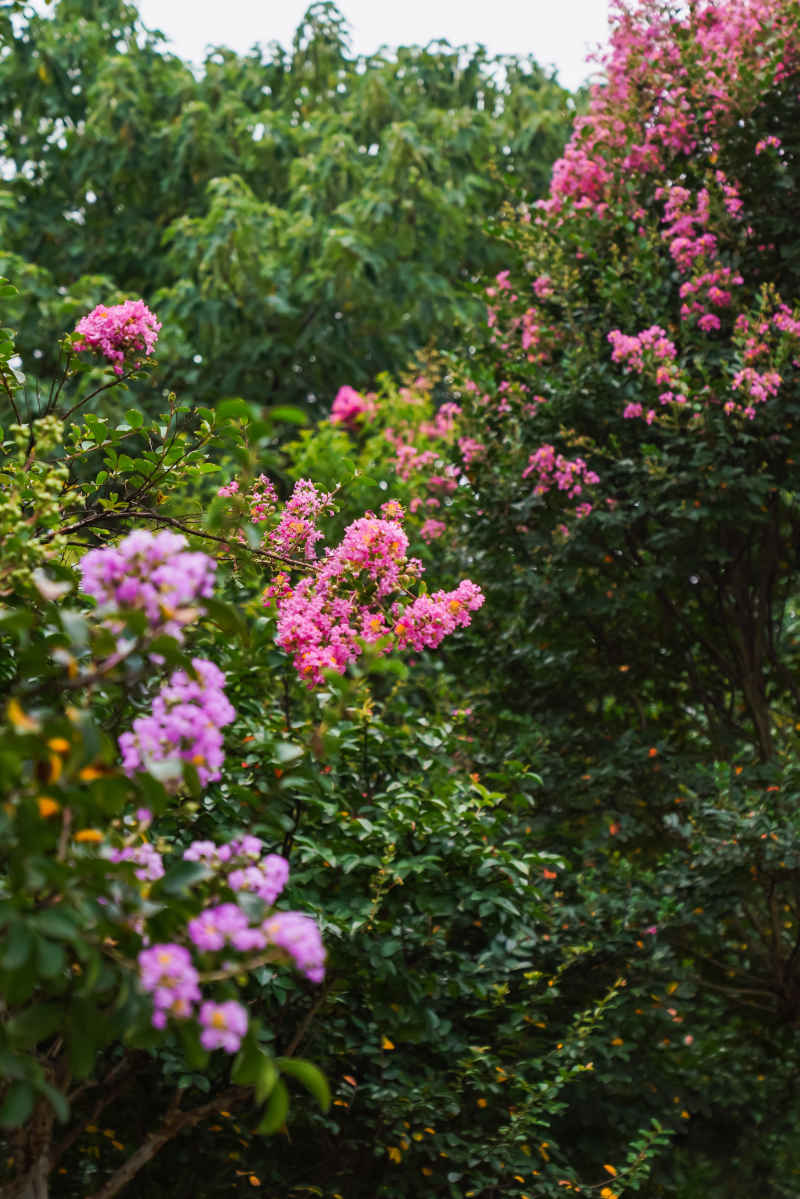 紫薇花 42