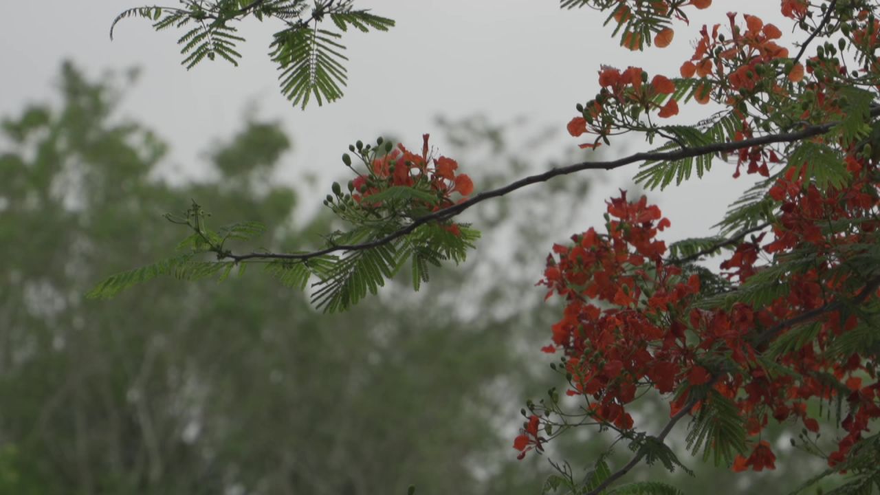 凤凰花特写