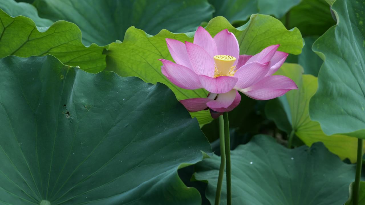 荷花（二） 5