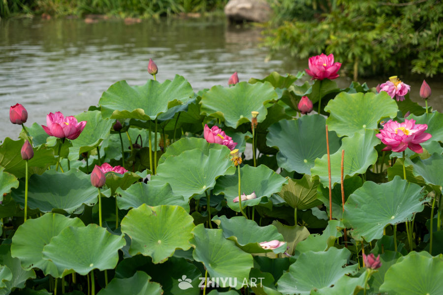荷花 105